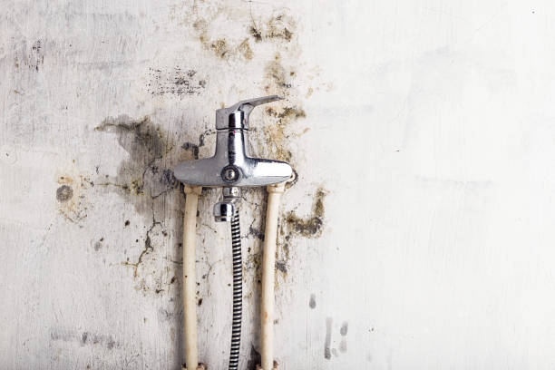 Best Residential Mold Remediation in Waldo, FL