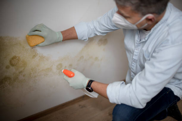 Best White Mold Remediation in Waldo, FL