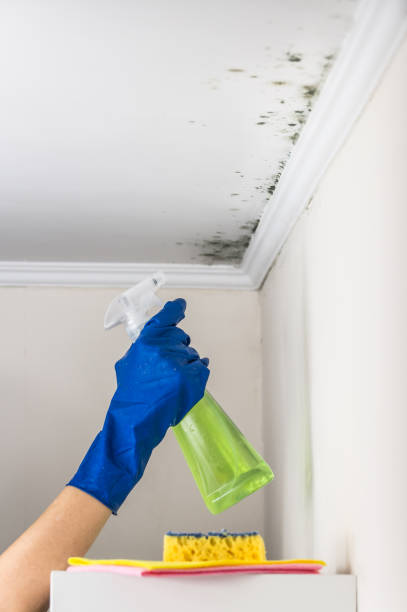 Best Post-Flood Mold Remediation in Waldo, FL